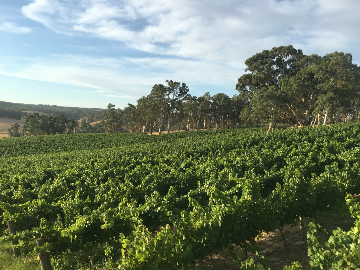 Tomich Wines tweet media