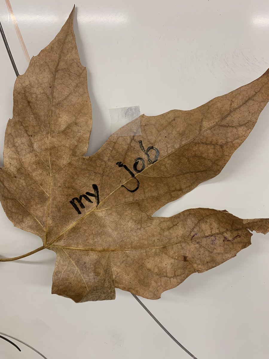 ESL students’ tree of Thanksgiving! #ProudToBeLBUSD #LongBeach #AdultEd #ESL #Thanksgiving