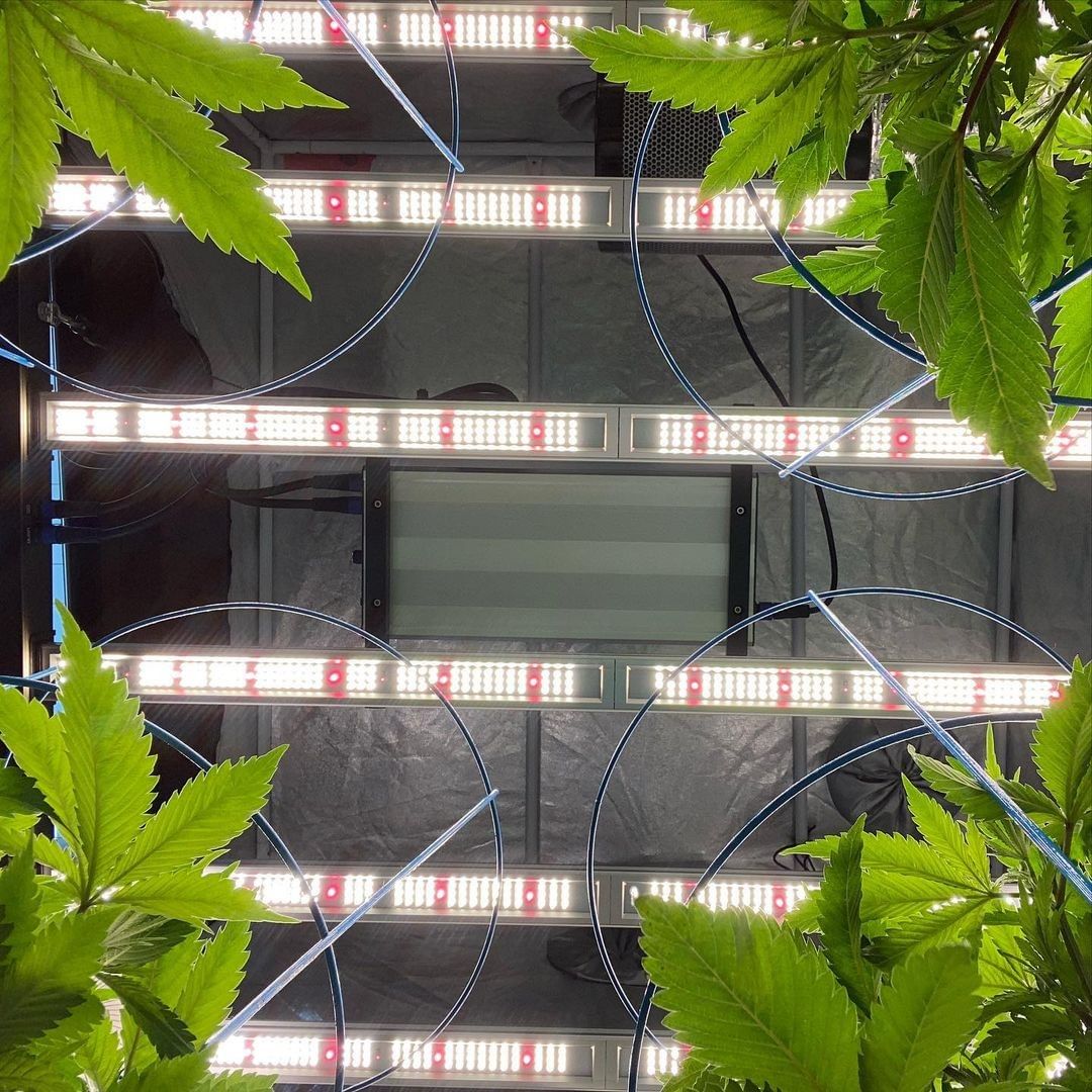 GeeklightC's tweet photo. Looking down and looking up, GeekBeast Pro 630W 
https://t.co/g6e0iXGpR8

#geeklight #GeekBeast #geekbeastpro #geekbeast630 #ledgrow #ledgrown #ledgrowlights #ledgrowlight https://t.co/e0vTdZE3gu