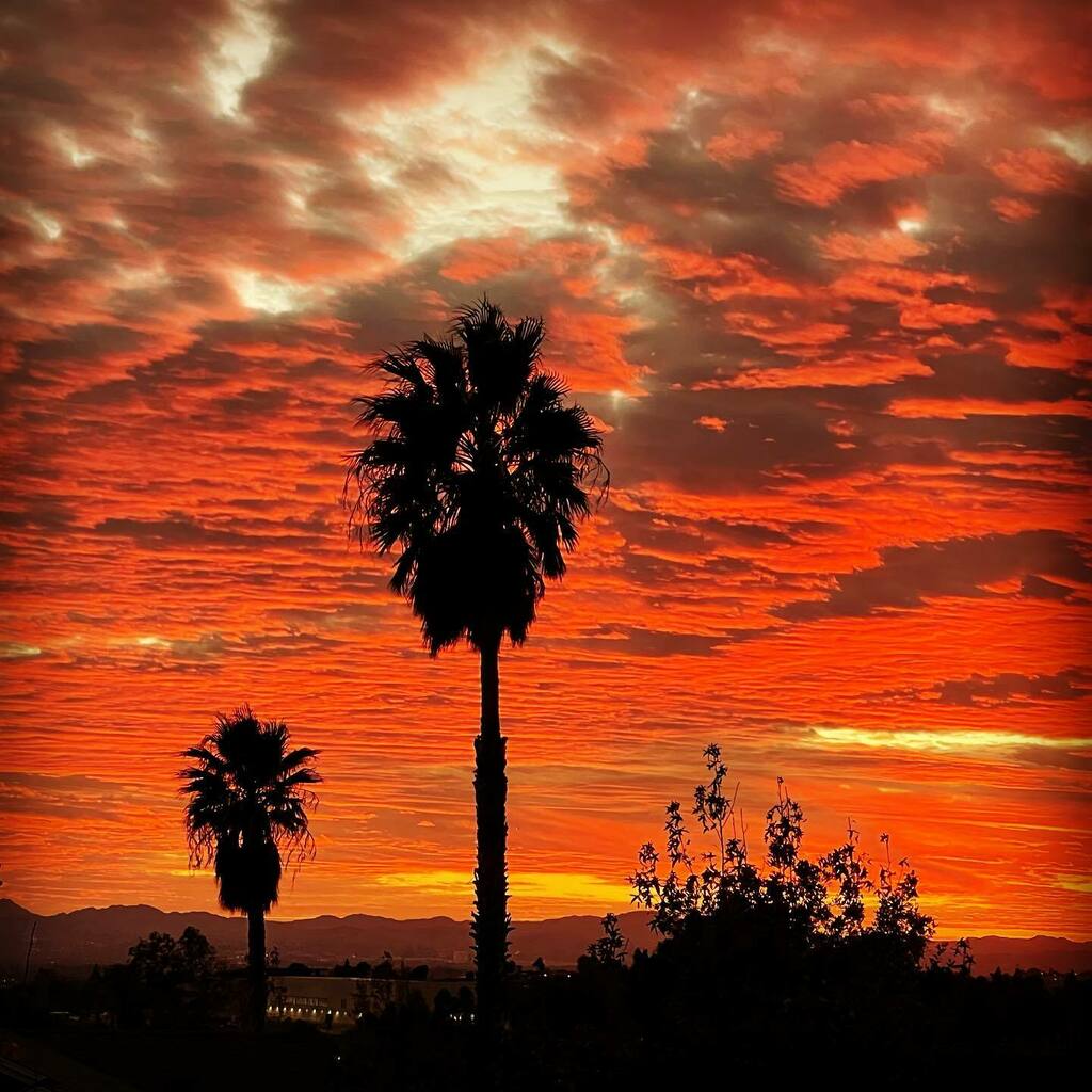 ninaducatidiva's tweet photo. Just like all of us every sunset is different 
.
.
.
.
#sunsetsofinstagram #palmtrees #losangeles #hollywood #sunset #itsfiveoclocksomewhere #timeforcocktails https://t.co/wduDq1nvMz https://t.co/nB7DvsSCam
