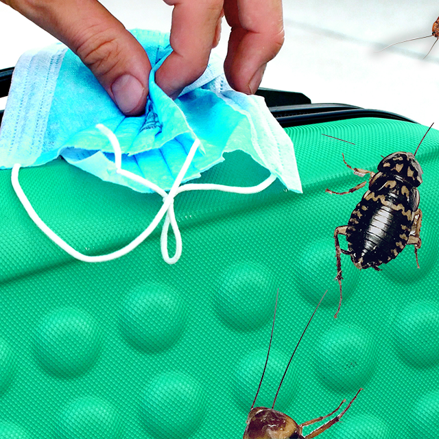 YourNextMoving's tweet photo. Moving into a new home is a fresh start for new household memories and traditions. There’s just one problem—roaches.
In this guide, we will give you tips and information on how to avoid bringing roaches when moving, along with packing and unpacking tips.

https://t.co/99BAhnefrM https://t.co/ghc9Dz23s6