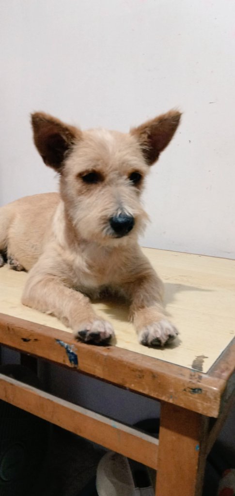 NO BUSQUES MÁS! Tu alma gemela está aquí. 
Y la vida es más bonita cuando tienes alguien que te quiere de forma incondicional.
(No dejemos que está pequeña hermosa termine en la calle expuesta a tantos peligros)
Cualquier info con <a href="/MeryPNavarro/">Mery P. Navarro</a> 
Ayudemos con un RT
#Lima