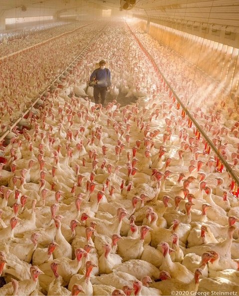 This is actually "free range"...

When will you stop buying the self-comforting bullsh*t and instead choose to live without being the reason other beings suffer?!

#Thanksgiving #Thanksgiving2021 #FreeRange #lies #meat #birds #birdwatching #deception #cruelty #abuse #TurkeyDay