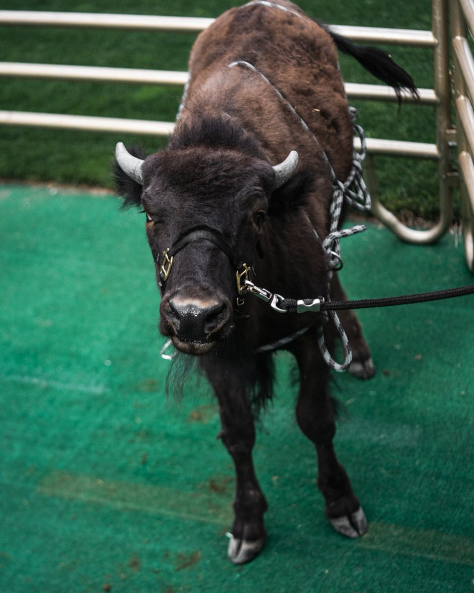 The majesty never ends 👑🦬
📷 <a href="/Ty_J_Davis/">Ty Davis</a>