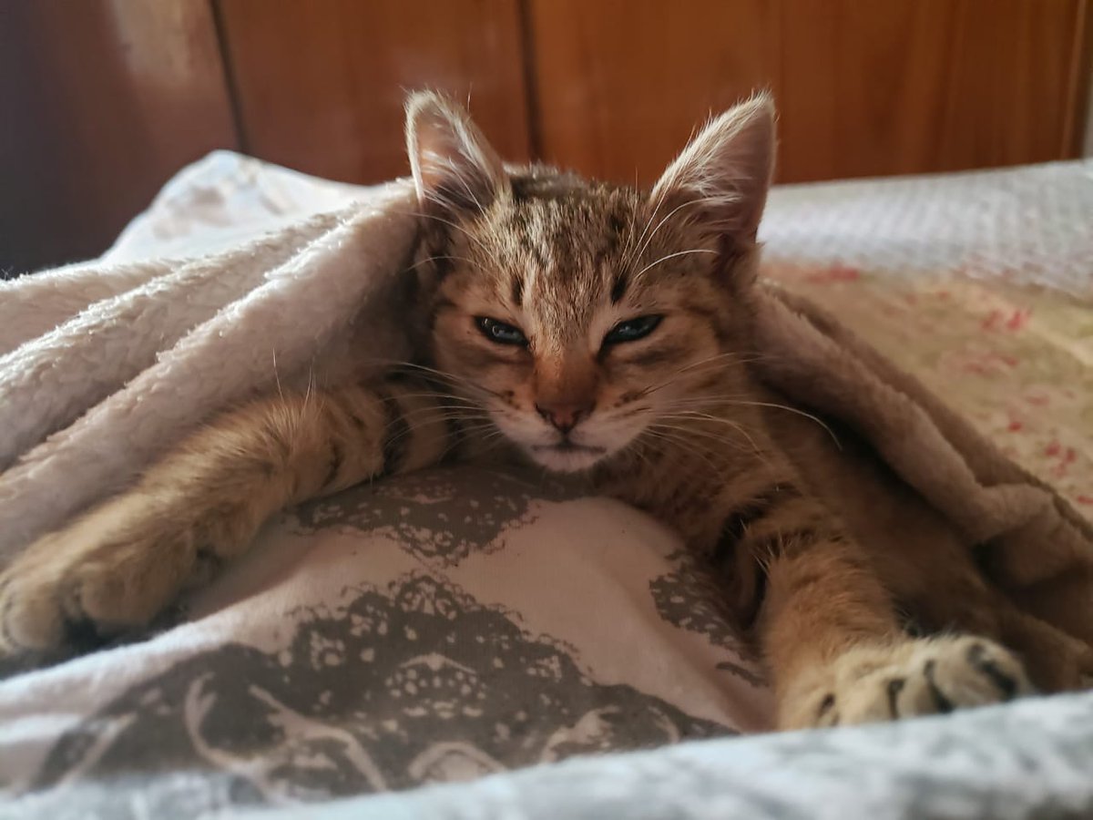 TinchoG87's tweet photo. #MiniPuma en adopción responsable.
Está desparasitada y tiene unos 45/50 días. Es hermosa, juguetona y cariñosa. Si no es para vos... nos ayudás con un RT? #Mendoza https://t.co/DeOgQ92WYT