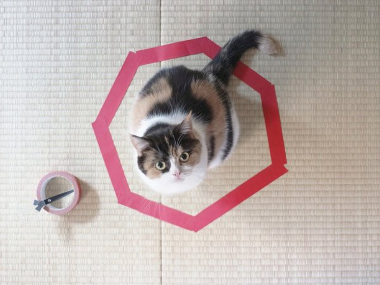 catecoin's tweet photo. CATECOIN sits at the epicenter of many financially empowering technologies + cultural trends

- A meme coin powered by the human love of cats
- Play2earn NFT gaming with the potential to impact many lives
- Built in DeFi utilities
- All aligned for fun + mass adoption
#catecoin https://t.co/E1aqqGpzZY