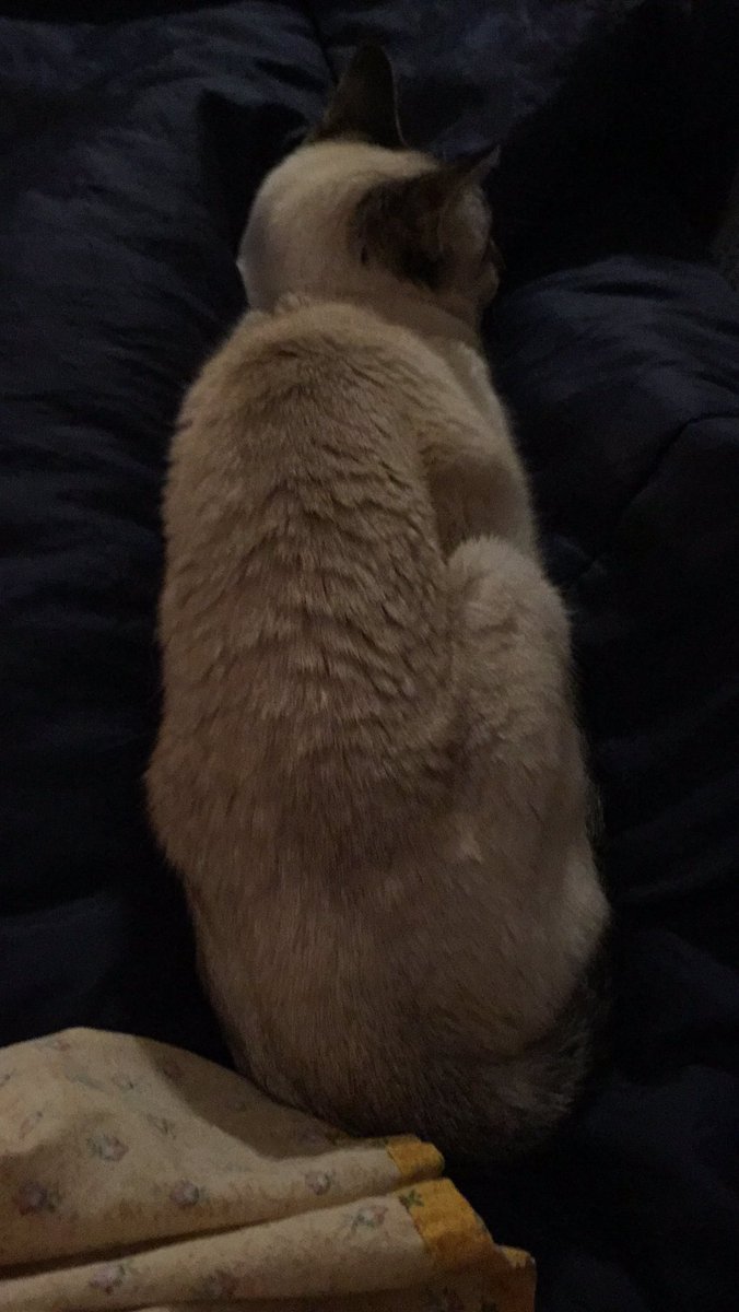 RevAnneCapeAnn's tweet photo. There is a mouse. Walking around in this room. I can hear it. I saw it out of the corner of my eye. I feel its presence looming in a mouse-like way under the couch. I have goosebumps from knowing it is here. This is the cat’s response. #ColdNovember #CatsofTwitter https://t.co/psKQ1f3CSb