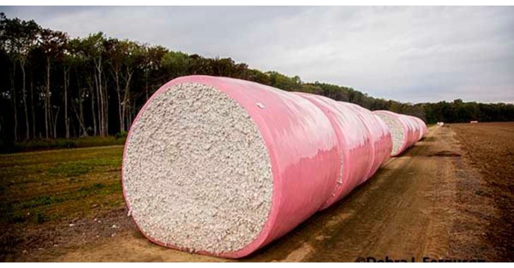 Thompson on Cotton: Market Remains Strong Among Rising Economic Concerns rlm.ag/PuyQI