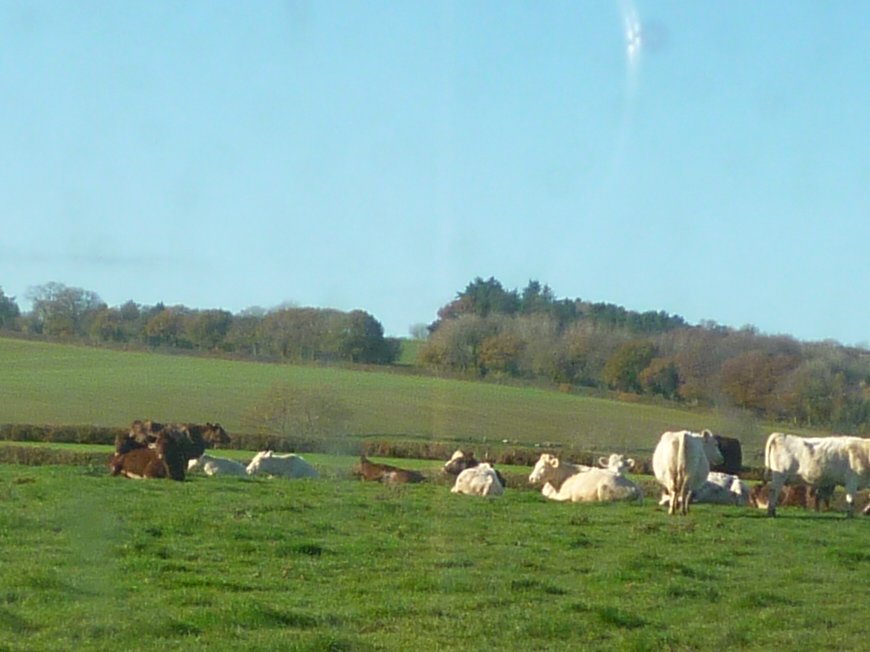 WooffRachel's tweet photo. #NativeBreeds #DairyShorthorns #AmazingAutumn #Sunshine #HairyWinterCoats all but the youngest calves still outdoors 24/7 enjoying the weather. https://t.co/Opt5Oa7Lpp