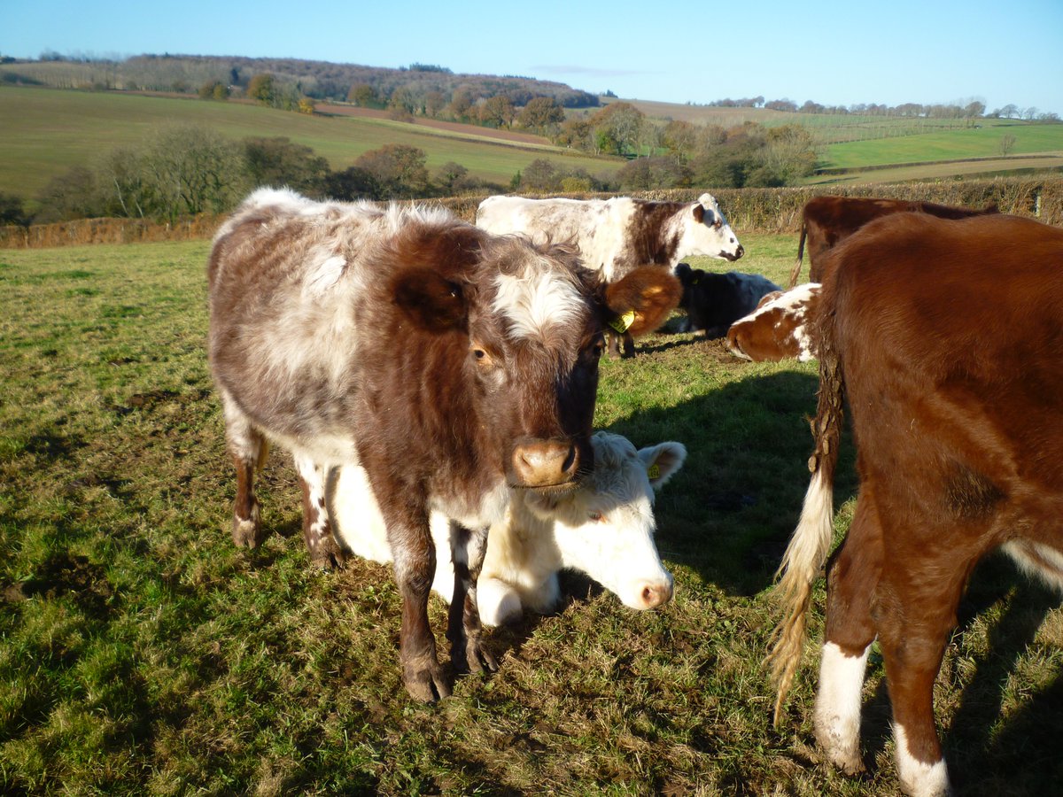 WooffRachel's tweet photo. #NativeBreeds #DairyShorthorns #AmazingAutumn #Sunshine #HairyWinterCoats all but the youngest calves still outdoors 24/7 enjoying the weather. https://t.co/Opt5Oa7Lpp