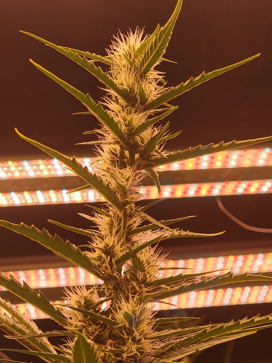 sacnetiks's tweet photo. Cola's lookin' great, pistils have STRETCHED out.
Monday flowers bring peaceful hours 🌱 💮
~
~
#SacNetiks 
#StaySleazy
#FollowTheGrow
#Organic 
#LivingSoil
#Cannabis
#Indoor
#Cola
#Pistil
#Flower
#Es300
#Vivosun
#FullSpectrum https://t.co/YrGrNdENdP