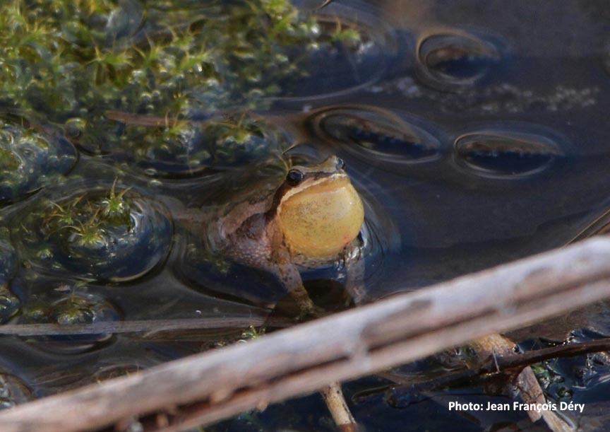 environmentca's tweet photo. Urgent action is needed to help the Western #ChorusFrog recover! We’re putting an Emergency Order in place in Longueuil to protect habitat of critical importance to this #SpeciesAtRisk. https://t.co/TXgkGUysNP #ProtectNature https://t.co/ONN62OpDFX