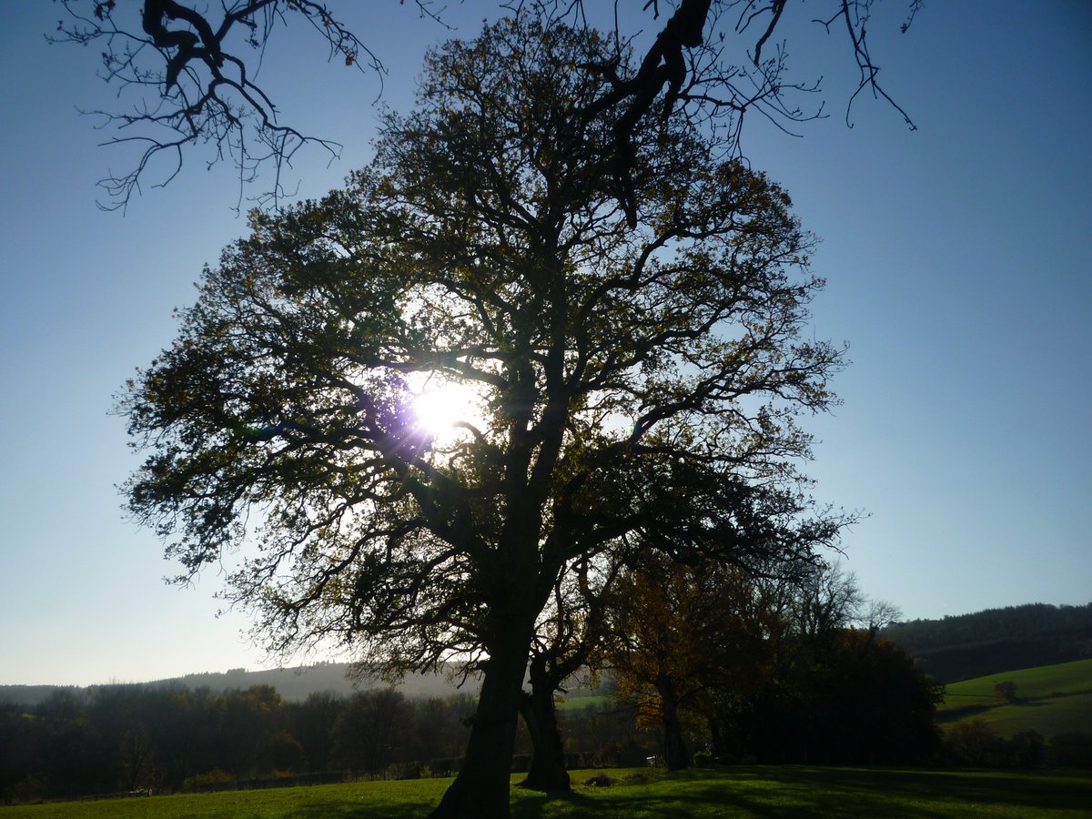 WooffRachel's tweet photo. Took some of my own advice, take a step back, take time see and enjoy what's around me #mentalhealth #Trees #AmazingAutumn #Wagtails following the cows #Sunshine #ColdWind #livingthedream #Wellbeing #WeAreTheHeartOfRuralLife https://t.co/GnWKG5Ssn9