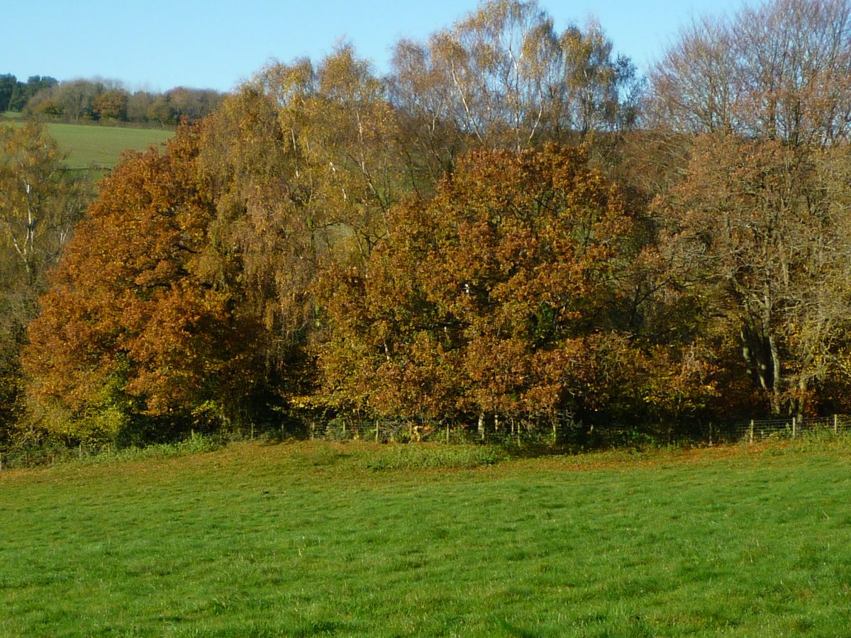 WooffRachel's tweet photo. Took some of my own advice, take a step back, take time see and enjoy what's around me #mentalhealth #Trees #AmazingAutumn #Wagtails following the cows #Sunshine #ColdWind #livingthedream #Wellbeing #WeAreTheHeartOfRuralLife https://t.co/GnWKG5Ssn9