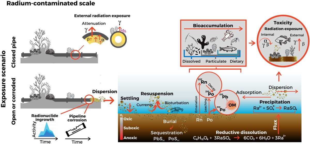Dr Tom Cresswell (@tomcresswell) on Twitter photo Want to know more about naturally occurring radioactive material (NORM) in subsea oil and gas pipelines? Check out our latest paper in JER. Great work <a href="/DarrenKoppel/">Dr Darren Koppel</a> and the teams from <a href="/CurtinUni/">Curtin University</a>, <a href="/aberdeenuni/">University of Aberdeen</a> and <a href="/ANSTO/">ANSTO</a>. Free access: bit.ly/3oSklc3 Want to know more about naturally occurring radioactive material (NORM) in subsea oil and gas pipelines? Check out our latest paper in JER. Great work <a href="/DarrenKoppel/">Dr Darren Koppel</a> and the teams from <a href="/CurtinUni/">Curtin University</a>, <a href="/aberdeenuni/">University of Aberdeen</a> and <a href="/ANSTO/">ANSTO</a>. Free access: bit.ly/3oSklc3
