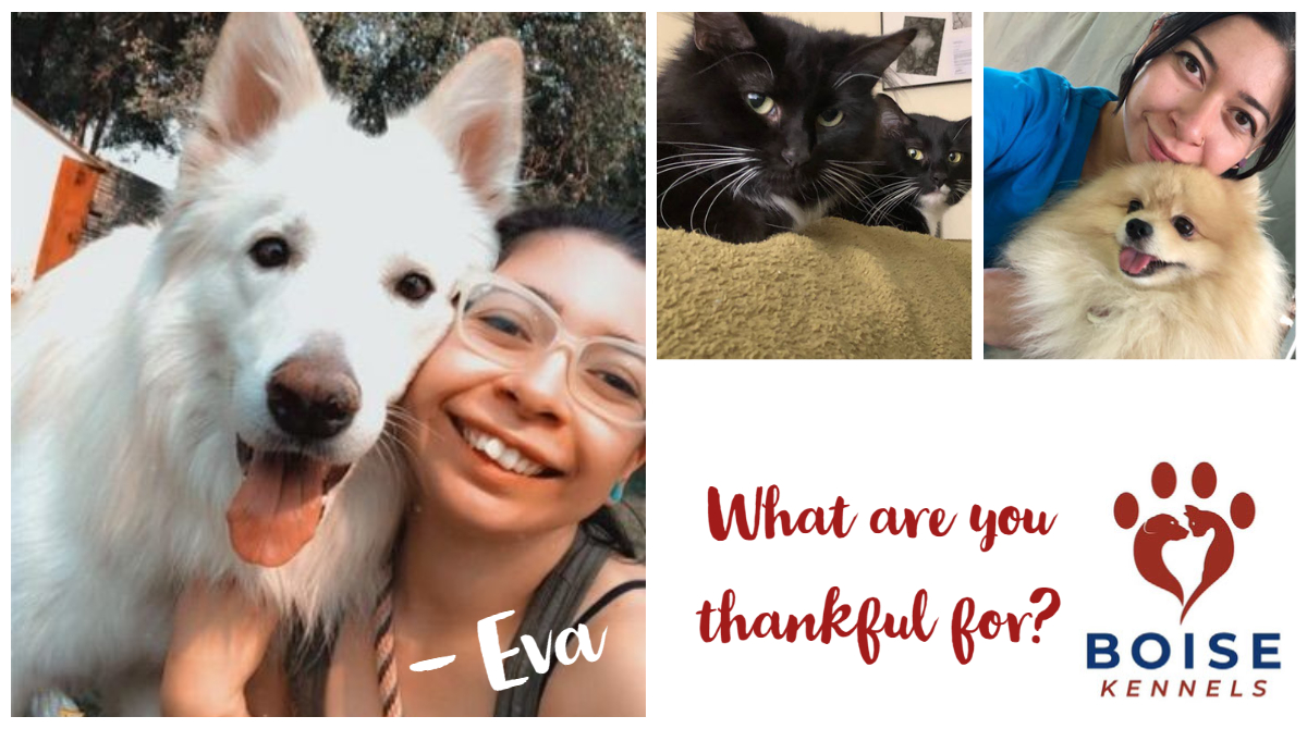 BOISE KENNELS (BoiseKennels) Twitter