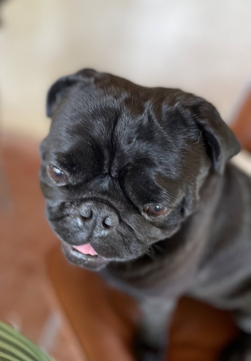 PugPopNFT's tweet photo. Join the dark side we have cookies 🍪 
#NFTCommunity 
0.02 eth
https://t.co/BWZKRmcuif https://t.co/yYoX3V2UQs