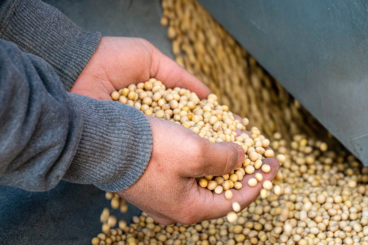 IowaSoybeans tweet media