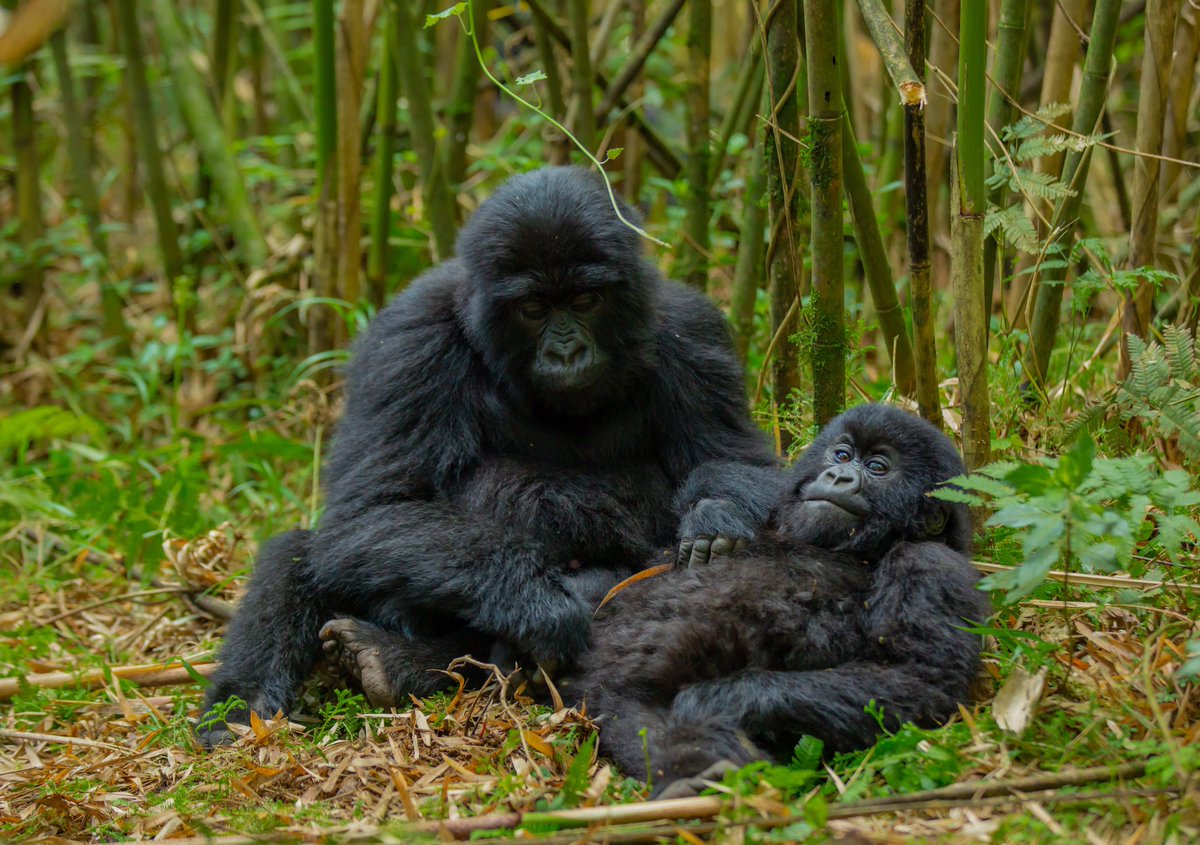 IgirubuntuDarcy's tweet photo. #RTW2021 visit Rwanda https://t.co/kILNuGEWt7