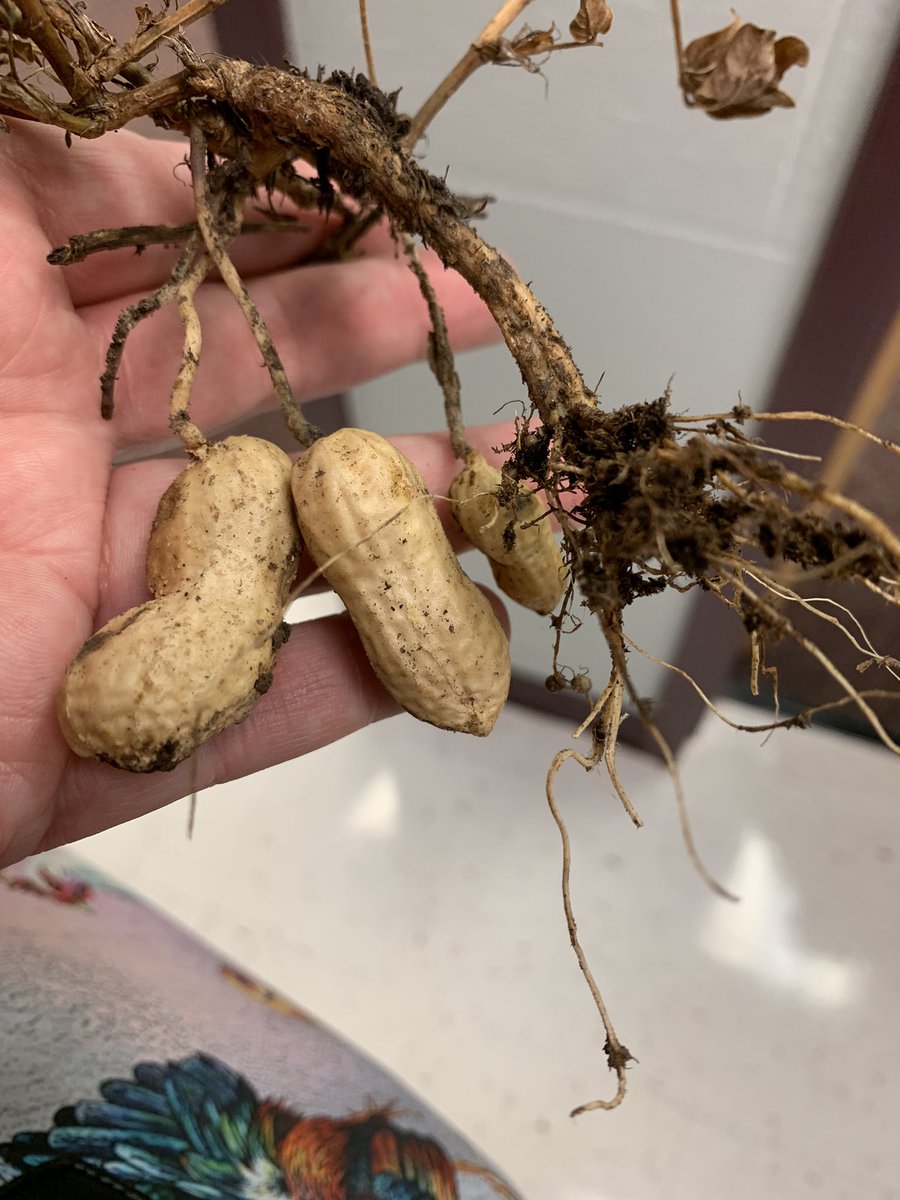 themeekmoose's tweet photo. @EllisSoars We planted a peanut plant back in May and pulled it up today! Knowing that peanuts grow this way and SEEING them harvested adds a new level of understanding! Can’t wait to show the kids tomorrow. https://t.co/ykAMcx6Dzh