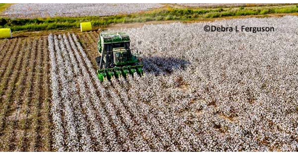 DTN Cotton Close: Market Ends Day Lower rlm.ag/bDNeD
