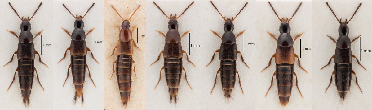 AslakKH's tweet photo. Together with intern Helene Nielsen we finished species pages and keys for the Danish Heterothops species on the Danish Beetle Bank. Check it out: https://t.co/jBWXdWt5Tu https://t.co/93t2HGUkv2