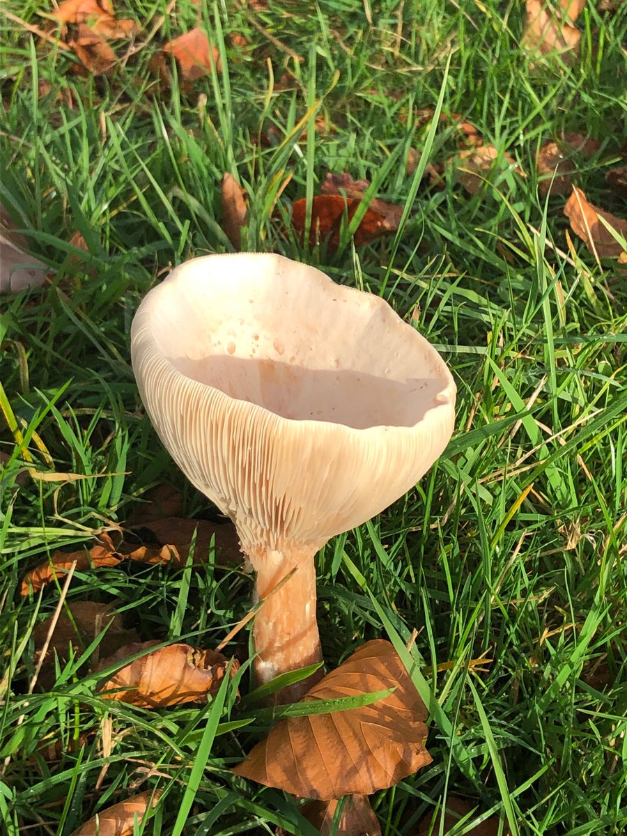 Seen on today's walk. Jolly cold...