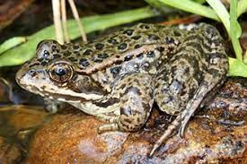 Save Ghana Frogs tweet media