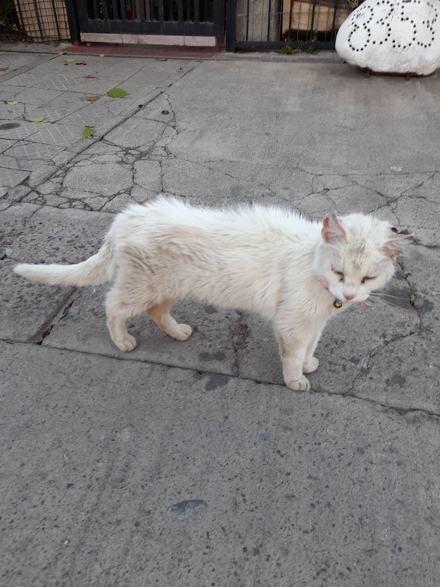 tscerna's tweet photo. Este gatito está perdido en #LaFlorida, sector Villa Alemana con Gerónimo de Alderete. Tiene collar sin placa y fue atacado (tiene muy herida su oreja) por favor ayúdenme con un RT😔 https://t.co/EzOxgbzyML