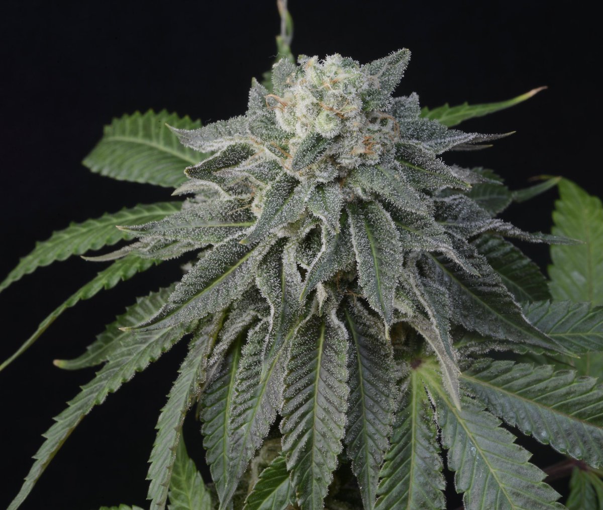 UptownGrowLab's tweet photo. @Rkiemseeds #2y2 almost there. #smokeweedeveryday #cannabisismedicine #bekind #1love https://t.co/8vA8flxxp8