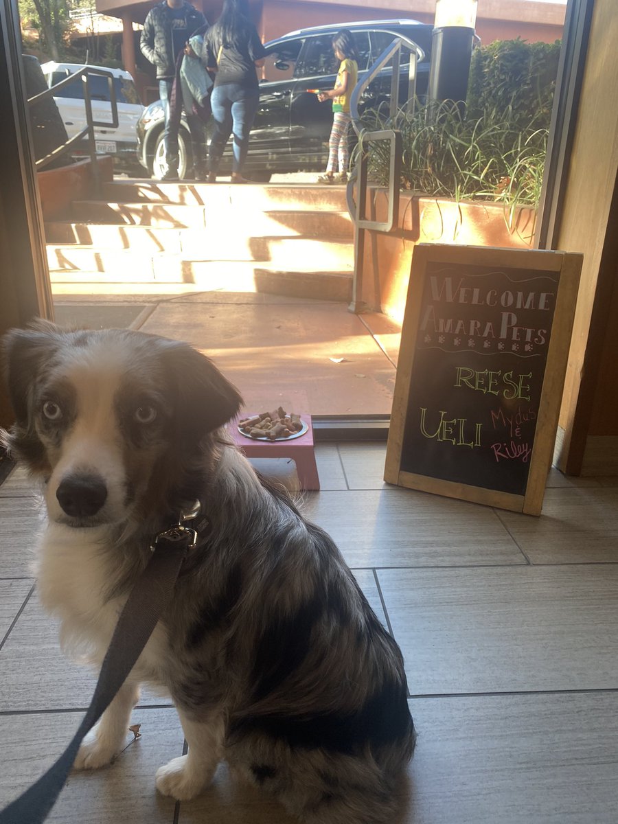 Ally1Marie's tweet photo. Staying at a resort and it says “welcome Mydus and Riley” and the other dogs at the resort with a bowl of dog treats https://t.co/tDOqapJ6v2