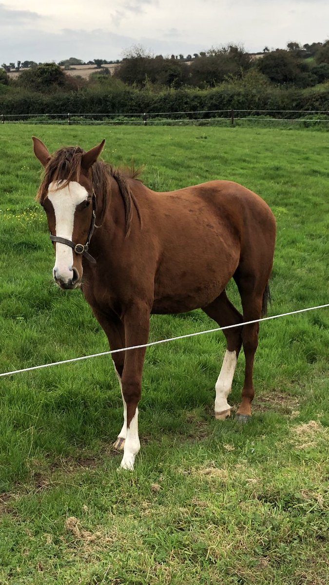 bridgebuachaill's tweet image. Our @coolmorestud getaway filly enjoying the last of the winter grass, before being tucked away for the winter. An exciting pedigree, she’s a H/S to #aramax #aramon and also related to Melbourne cup winner #almandin 🤞 #kilbeg #getaway #nh