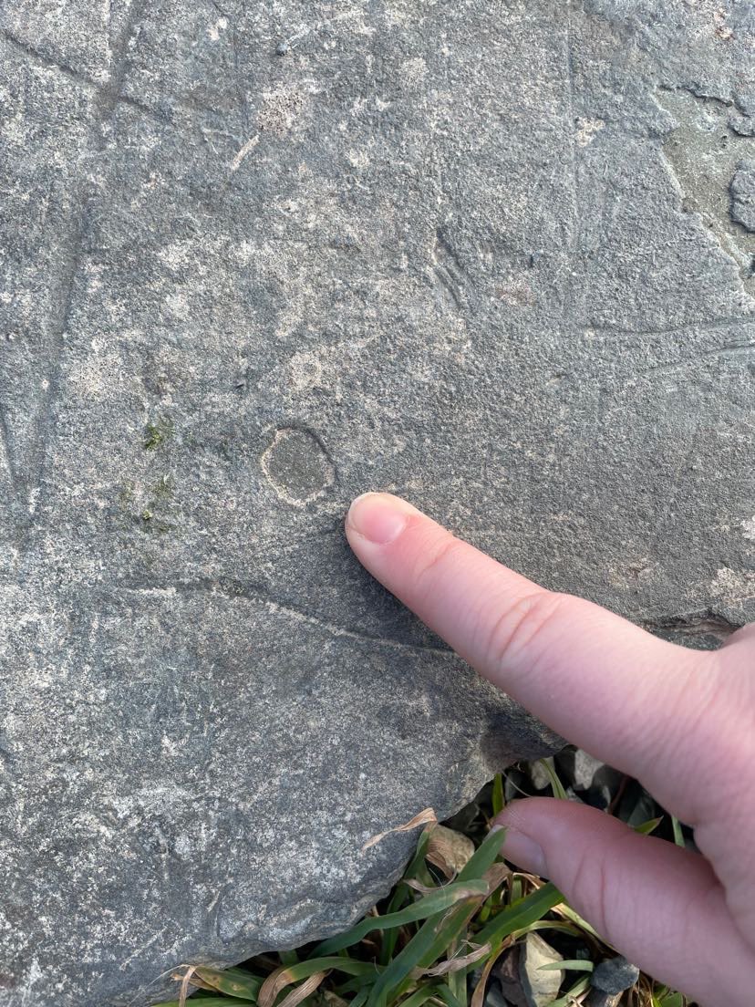 Noah_Adams14's tweet photo. @NLGEOCENTRE Found a potential fossil on one of the rocks bordering the trail around quidi vidi pond 👀 #researchweek2021 https://t.co/93XX7p1ZrH