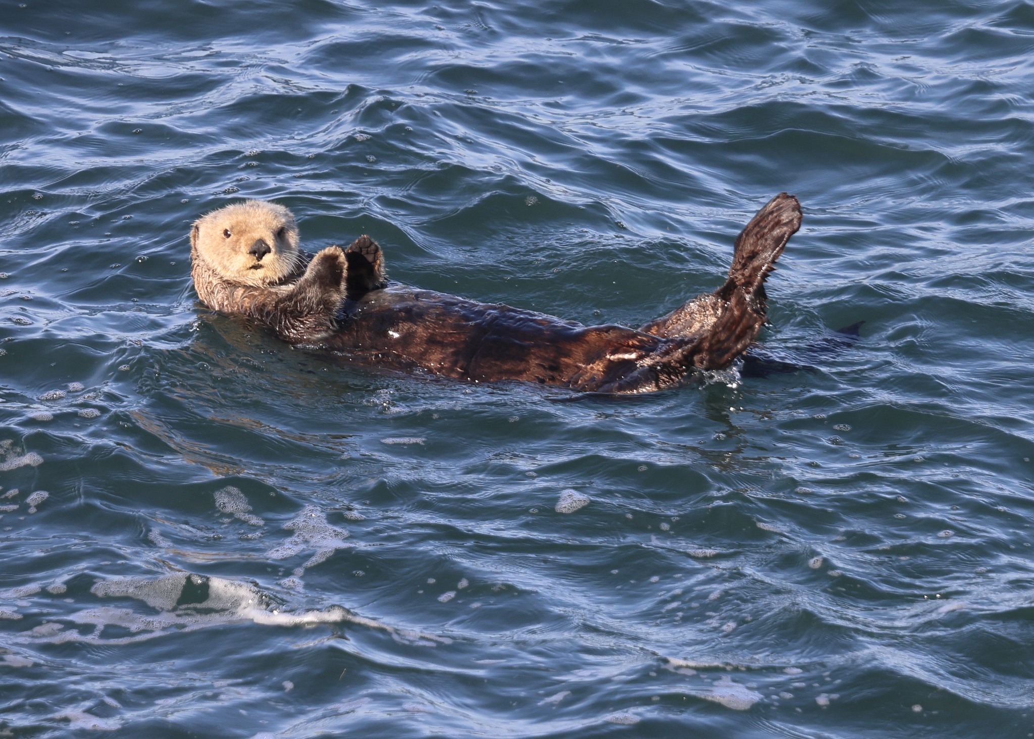 USFWS Pacific on Twitter: "Rare sea otter sighting on the Oregon Coast  attracts scientists and tourists alike! – photos: Ram Papish  https://t.co/GdzchCy229 https://t.co/Fp2BwtqfXK" / Twitter