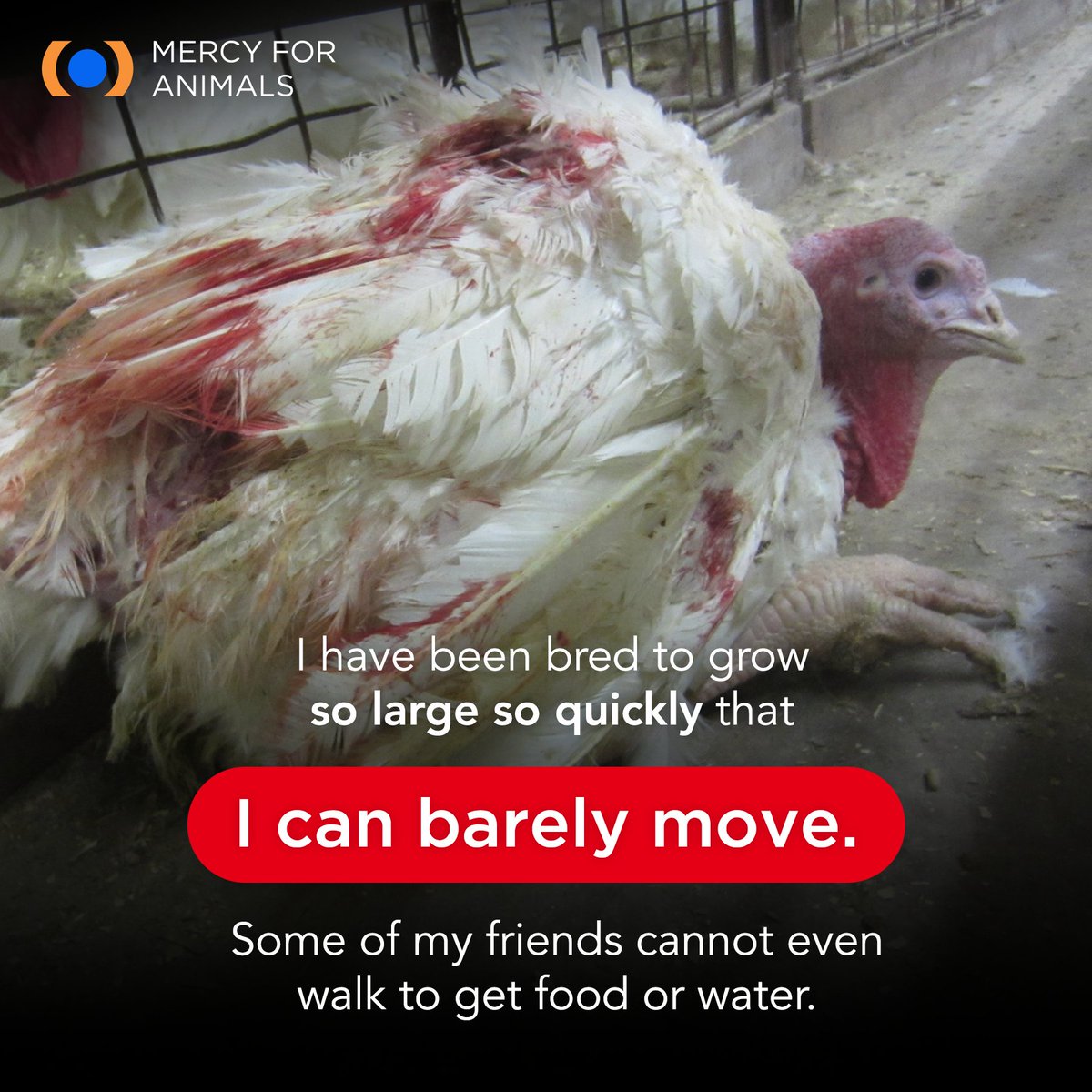 Mercy For Animals on Twitter: Mercy For Animals on Twitter: