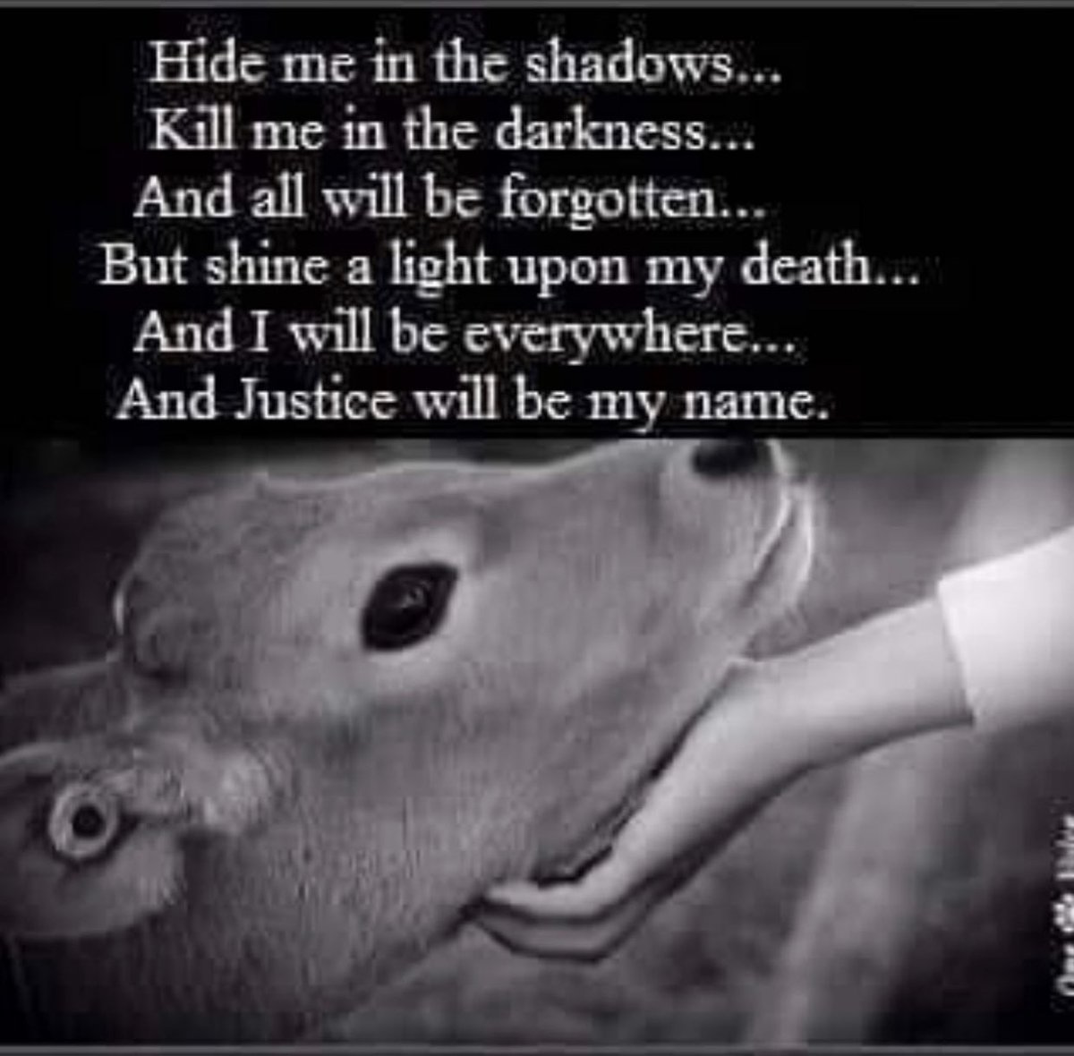 Let’s all shine a light on what is happening to the animals! #GoVegan #VeganForTheAnimals