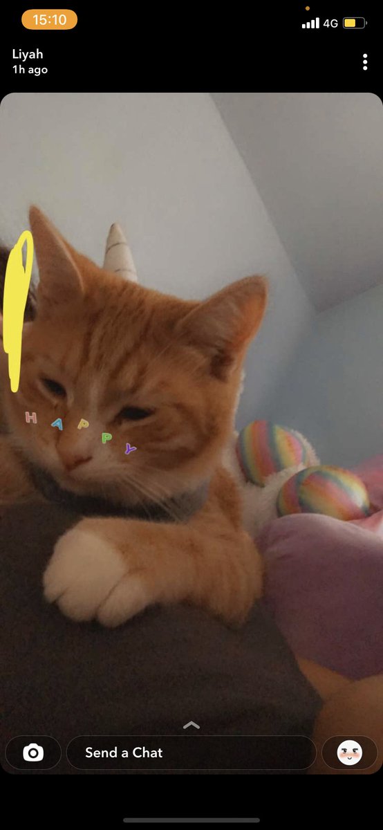 rainbowfemboy1's tweet photo. Bro cats be like https://t.co/essypnKLwZ