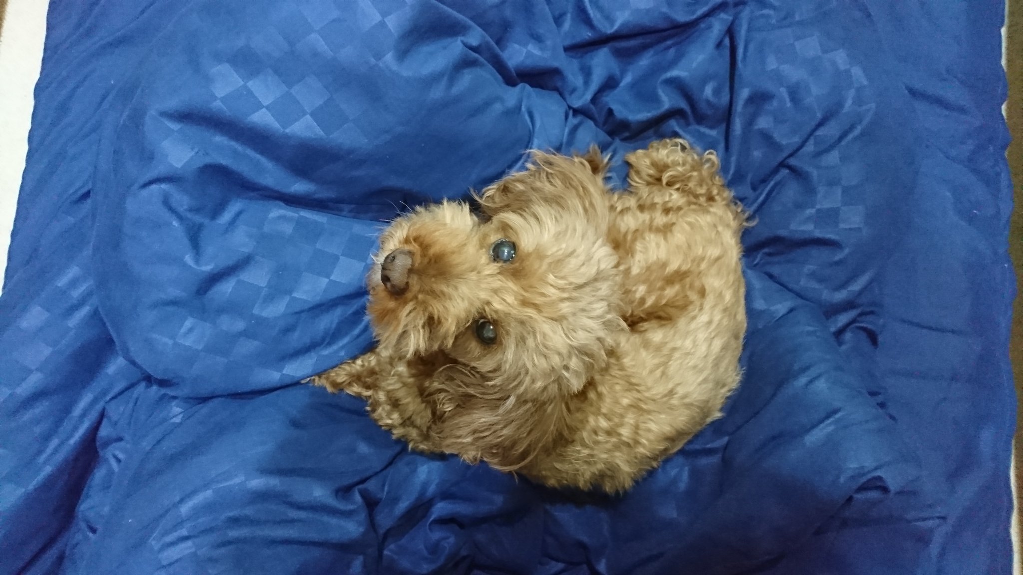 矢向宏志 布団にくるまる犬 T Co 9vslstsl4t Twitter 矢向宏志 布団にくるまる犬 T Co 9vslstsl4t Twitter