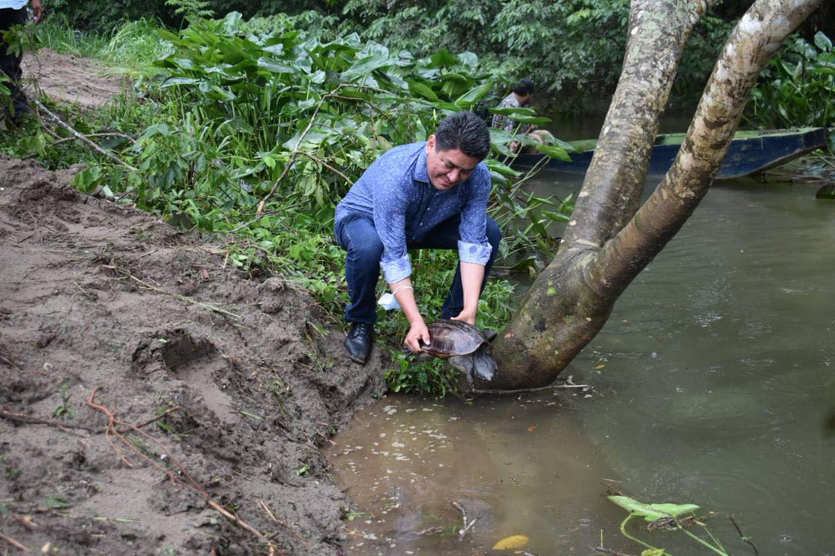 tvbus's tweet photo. #Entérate Úrsula en Tuxtepec será "Santuario de la tortuga blanca" 🐢🏛🏞
Irineo Molina, junto a autoridades del Instituto Nacional de Pueblos Indigenas y representantes de la comunidad dieron el banderazo de arranque a este proyecto con liberación de ejemplares de esta especie. https://t.co/yUBccDIvZk