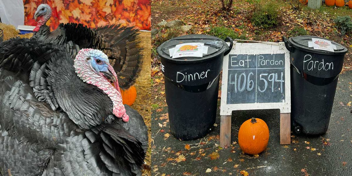 btownblog's tweet photo. The Krull family's ‘Turkey Pardoning’ ceremony will be this Wednesday, Nov. 24 and here’s how you can watch it live: https://t.co/o9XqdZ89EE #burien #normandypark #fooddrive #dinnerorpardon #turkeypardoning #fundraiser https://t.co/g34ILuTu4N