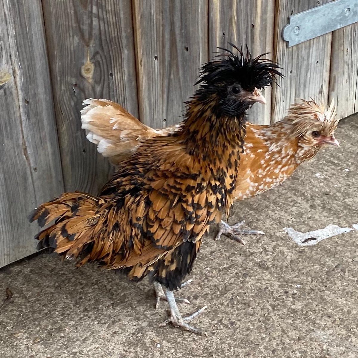 Sharing from my instagram because I believe my absolute favourite chicken also deserves to be on twitter, especially with her majestic fluffy quiff. The rain is sadly not her friend  😍😂😂😂