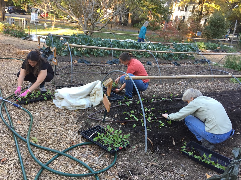 This past week at the garden, we cleared and prepped plant beds with lettuce, collards, swiss chard, beets and arugula! We also distributed the very last of the persimmons.