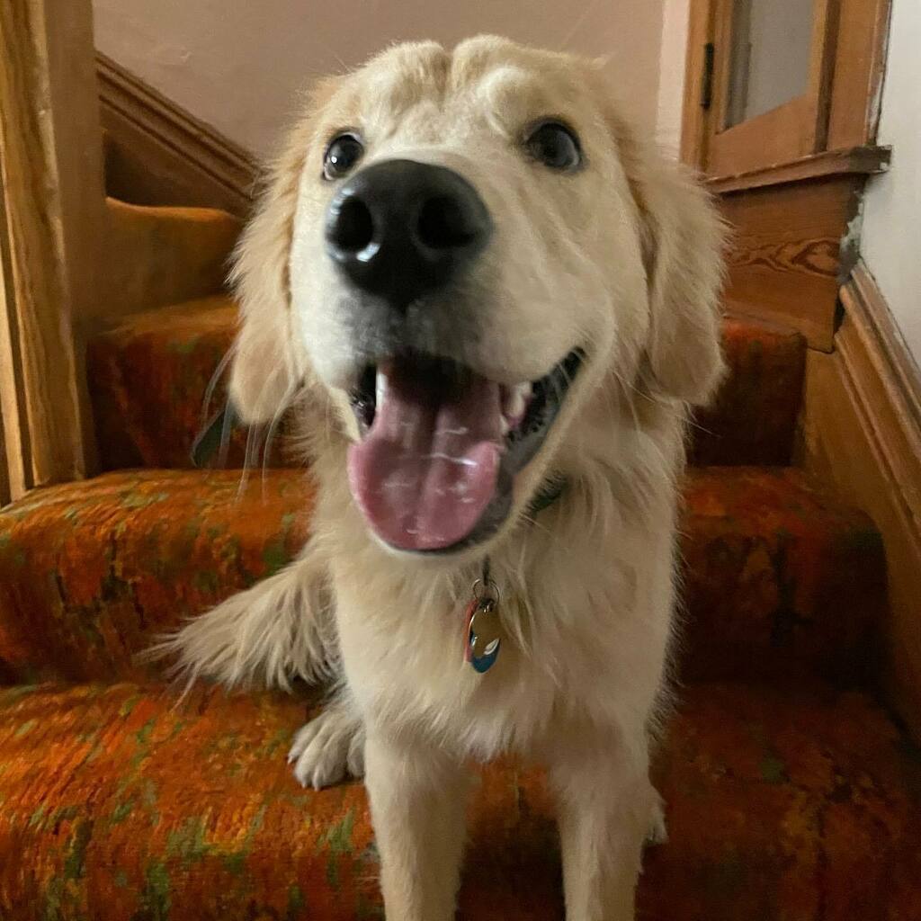 dogsofoutreach's tweet photo. TFW you realize it’s a short week ☀️ https://t.co/BJd5GAf6KG https://t.co/1WoUXbmvIZ