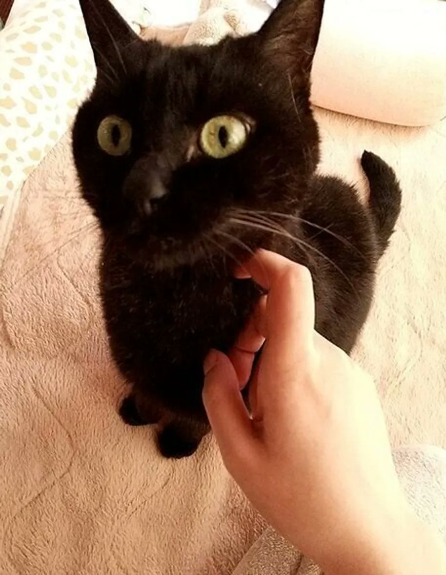何かを察してスンッと素に戻る猫。 可愛い姿は心の中にしか残らない【連載】ねこ連れ草 202話め|ねこのきもちWEB MAGAZINE https://t.co/VX9YquDNEU 