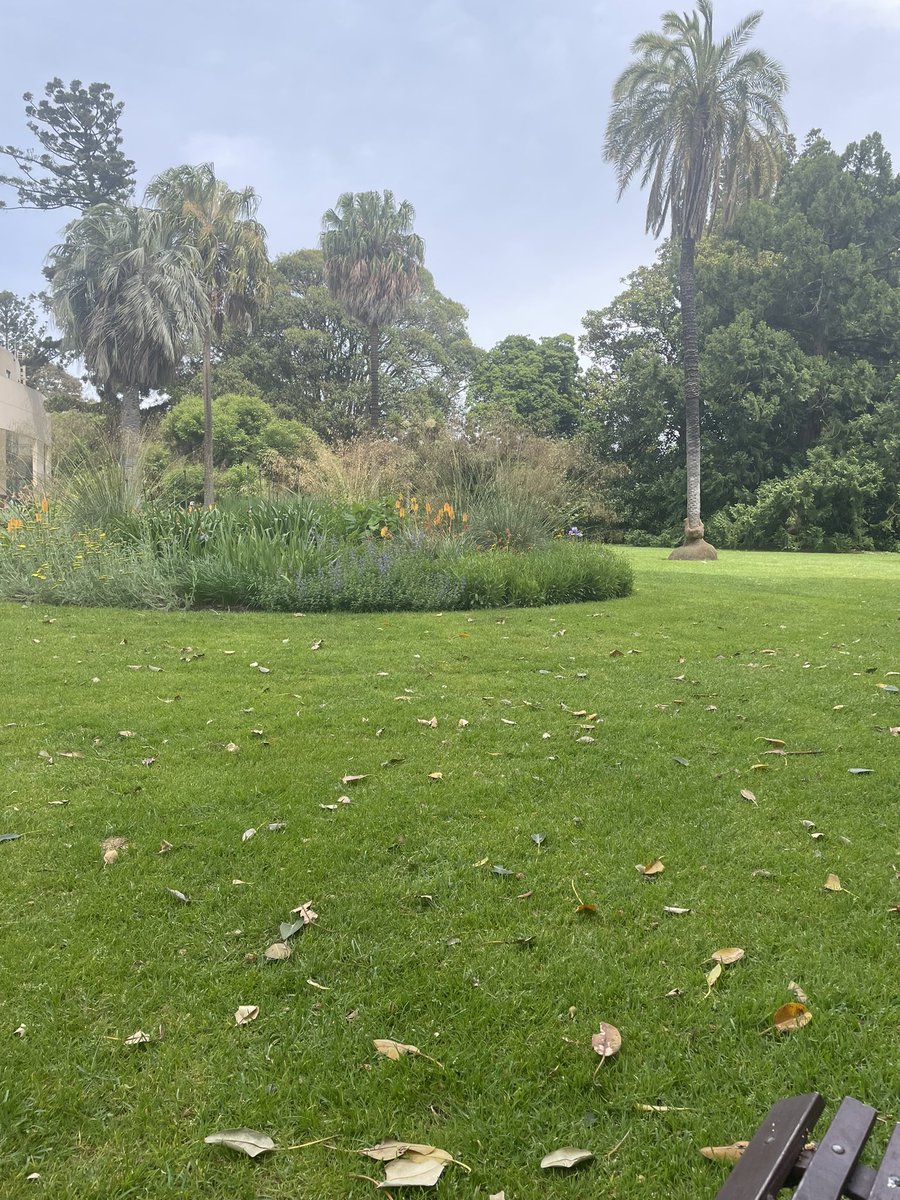 robdashworth's tweet photo. I have officially started my field work as of today! Not sure sure how I’m going to manage wandering through beautiful parks looking at birds for #science but somehow I’ll make do. #urbanecology #birdsofmelbourne https://t.co/MMWZawD9UD
