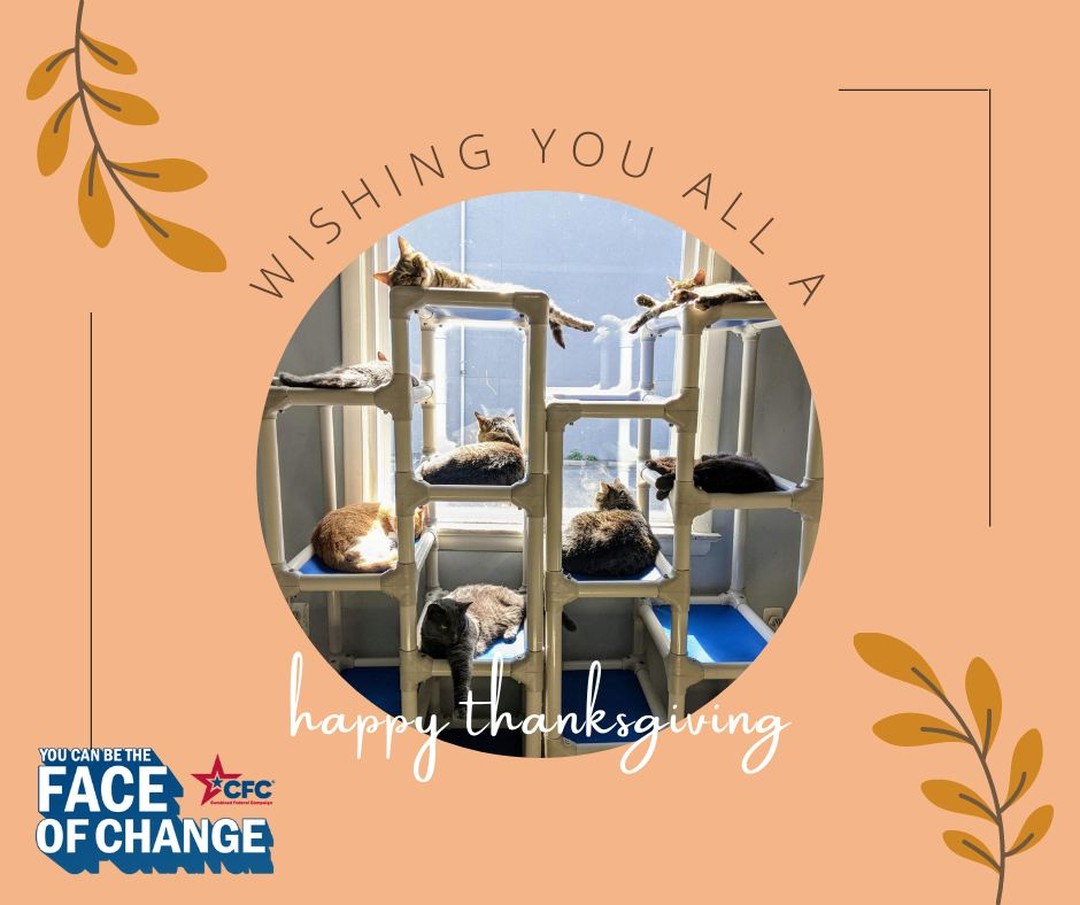 This Thanksgiving week, King Street Cats is fur-ever grateful for all the support we've received for the 2021 Combined Federal Campaign of the National Capital Area-CFCNCA. Your generosity allows us to continue providing a…

📸 instagram.com/p/CWl6szAthGs/ via tweet.photo