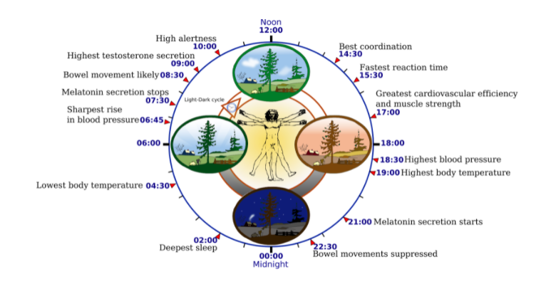 template4succes's tweet photo. Circadian Clock Activity - Your students will enjoy making connections by comparing the circadian clock to the typical teen clock. https://t.co/2v74XKno43 https://t.co/y8mmUxy21J