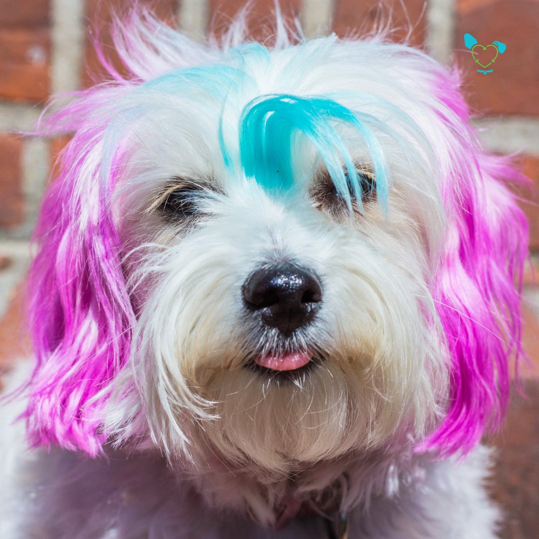 TheMicrobial's tweet photo. It's widely believed that dogs are colorblind or see in black and white, but studies show they can see more than shades of gray. Because their eyes developed to see well in the dark, they see more blue and yellow tones. https://t.co/vqFIb2FZgd