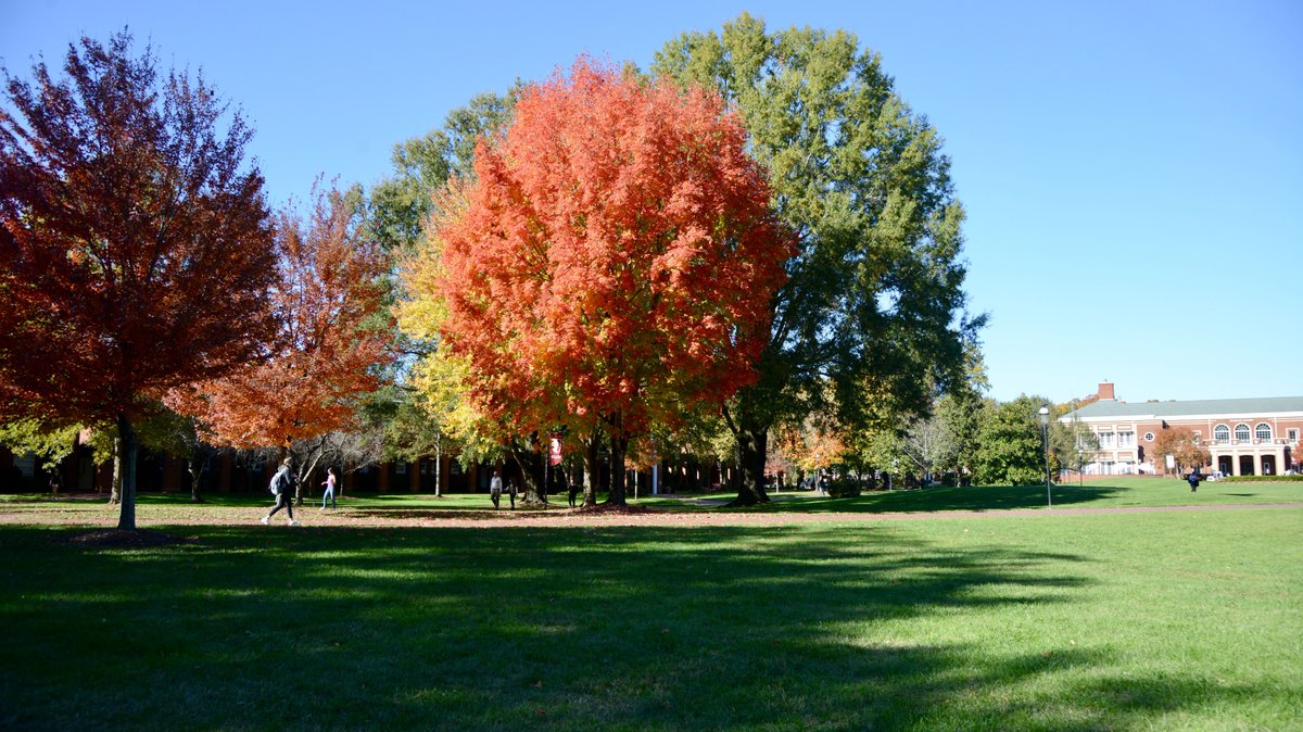 elonuniversity's tweet photo. Retweet if this is your favorite tree on campus. We're trying to see something. https://t.co/fsCMUPKgfp