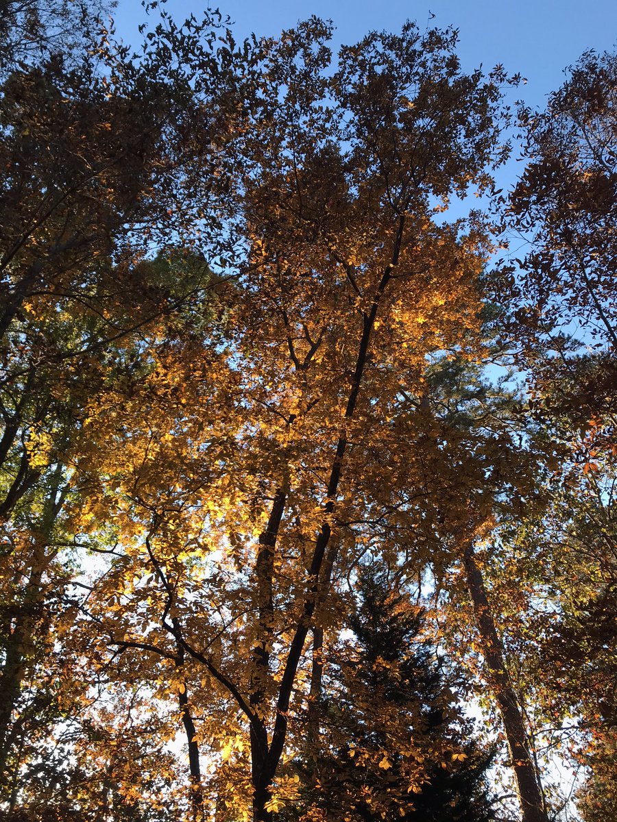 GardenGalGA's tweet photo. Hickory trees from Nov 10-20th. Very grateful for the majestic Hickories, Oaks &amp; other trees on our woodland property.  I leave all the life giving leaves under the trees, mulch them into mowed areas, &amp; use them in my #compost. #organicgarden #nativegeorgiatrees #hickorytree https://t.co/XhPYB7BqCz